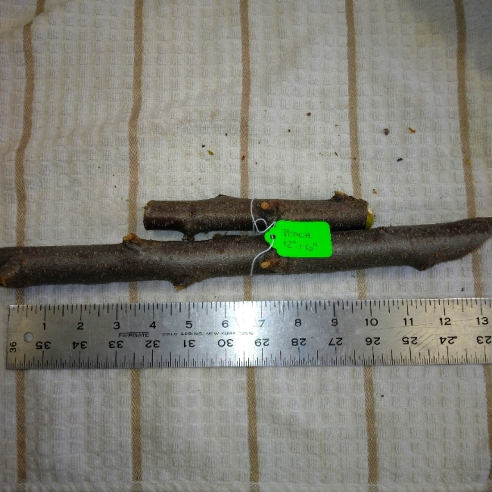 Peach Tree Branches for Crafting Isopods Reptiles  Terarrium  Jararrium Vivarium